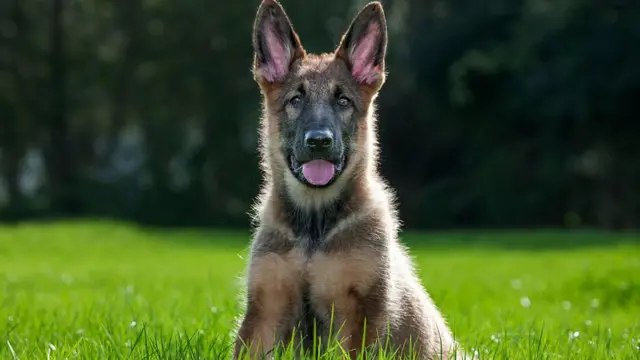Pet Oteli mi, Evde Bakıcı mı? Tatil Planı Yaparken Dostunuz İçin En Doğru Karar